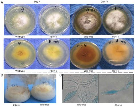 FSH1 regulates the phenotype and pathogenicity of the pathogenic dermatophyte Microsporum canis