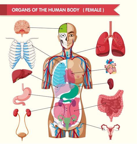 Diagrama de órganos del cuerpo humano. 416524 Vector en Vecteezy