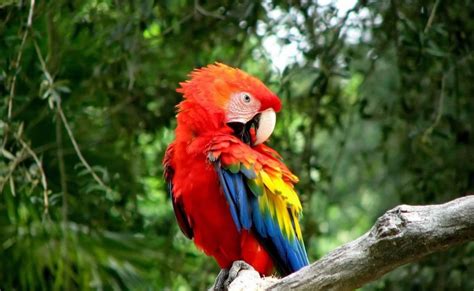 Flora y fauna en el Ecuador