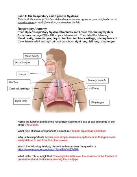 Respiratory and Digestive Lab-LP - Lab 11: The Respiratory and Digestive Systems Note: both the ...