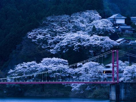 Tapete Japan, Brücke, Sakura, Nacht HD: Widescreen: High Definition: Vollbild