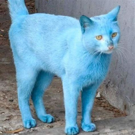 cat meme | Cat memes, Cats, Blue cats