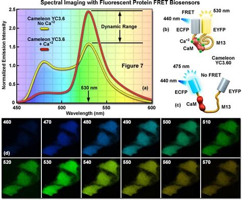 ZEISS Microscopy Online Campus | FRET Microscopy with Spectral Imaging ...