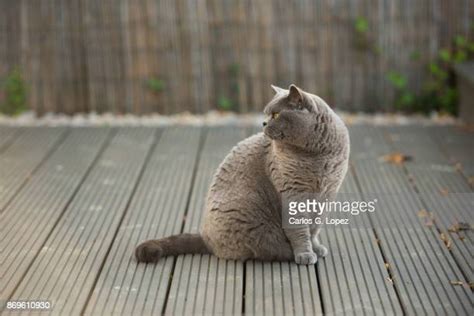 654 Cat Looking Over Shoulder Stock Photos, High-Res Pictures, and Images - Getty Images