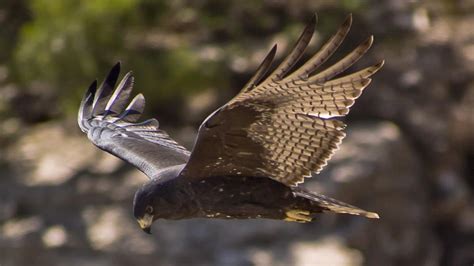 Zone-Tailed Hawk Guide (Buteo albonotatus) - Birding Insider