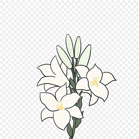 Hand Drawn Flowers Hd Transparent, Hand Drawn Cartoon Lily Flowers, Hand Painted, Cartoon Hand ...