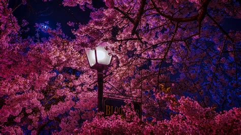 lantern, night, cherry blossom, HD Wallpaper | Rare Gallery