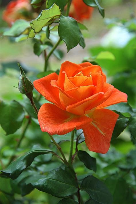 Free photo: Rose, Orange, Flower, Blossom - Free Image on Pixabay - 178682