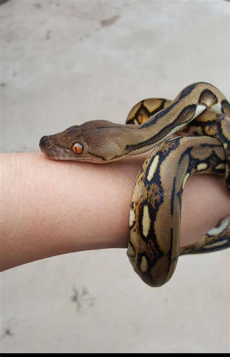 Tiger Reticulated Python. | Pet snake, Reticulated python, Animals