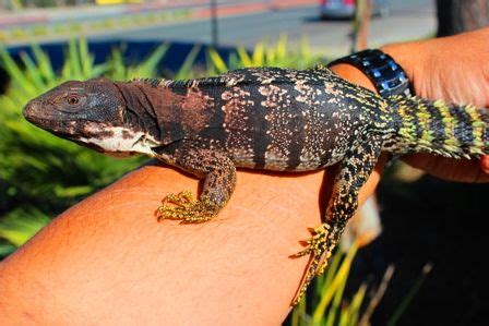 Ctenosaura quinquecarinata | Animal kingdom disney, Reptiles, Reptiles and amphibians