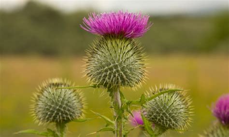 The Flower of Scotland | LearnEnglish Teens - British Council