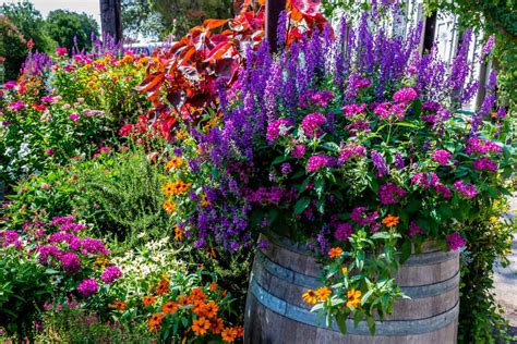 Flower Pot Flowers Images | Best Flower Site