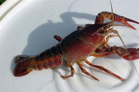 Red swamp crayfish - Invasive Species Council of British Columbia