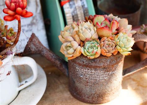 42 Amazing DIY Succulent Fairy Garden Ideas