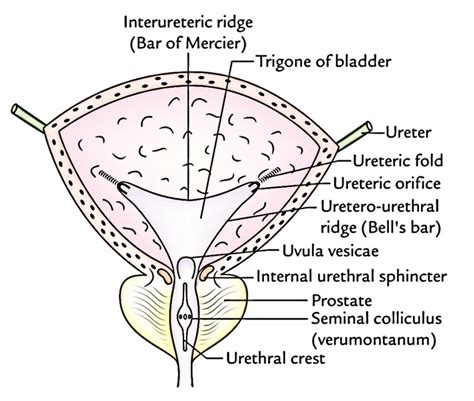 Bladder Trigone Anatomy