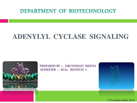 Adenyl cyclase signaling slideshare