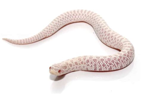 Snow Western Hognose Snake For Sale - Reptiles Heaven