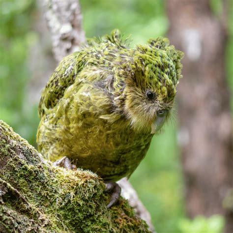 Endangered Animals in NZ | MyNativeForest