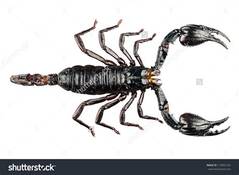 Black Scorpion Species Palamnaeus Fulvipes From Malaysia Isolated On ...