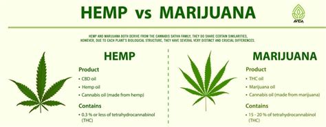 Hemp vs. Marijuana: The Difference Explained | AVIDA CBD