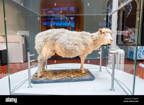 Dolly sheep cloned first hi-res stock photography and images - Alamy