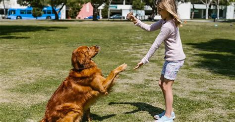 Why Golden Retrievers Are Good Family Dogs – Golden Hearts