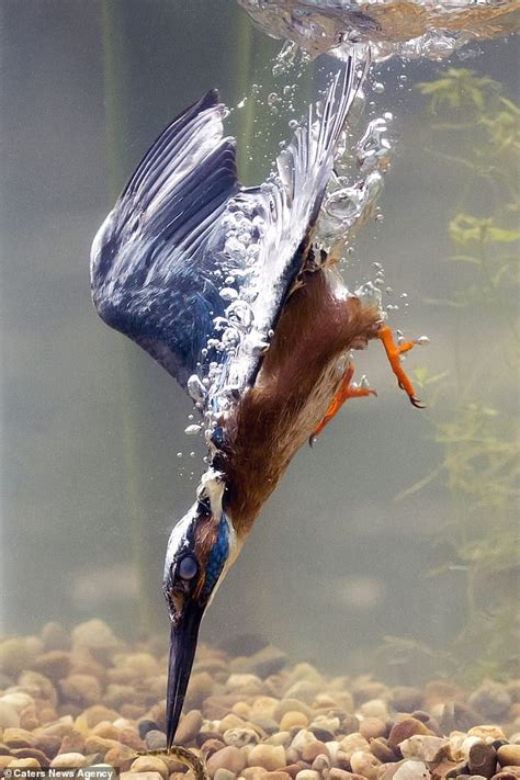 Kingfisher dives into the water and spears a fish in Norfolk | Daily ...