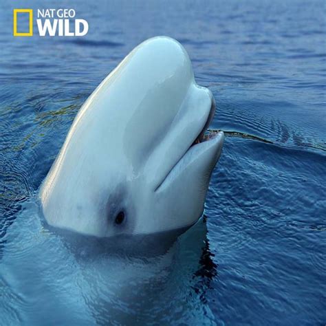 #factfotofriday: the bump on the beluga whale's forehead is called a ...