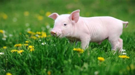 5 reasons pigs make awesome pets | Articles | CBC Kids