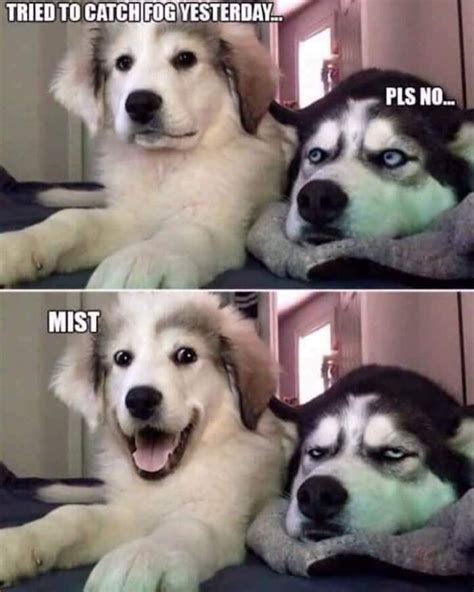 Husky Dog Meme Joke