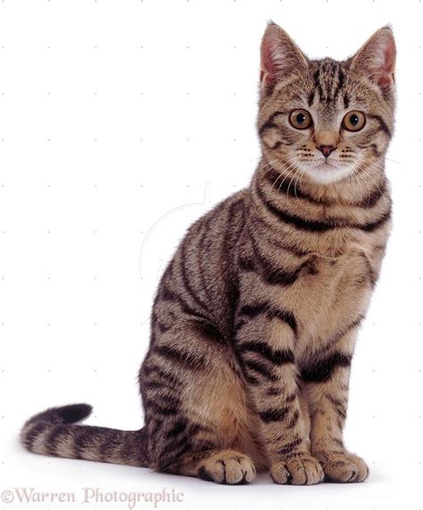 Tabby cat sitting photo | Beautiful cats, Tabby cat, Cat pose