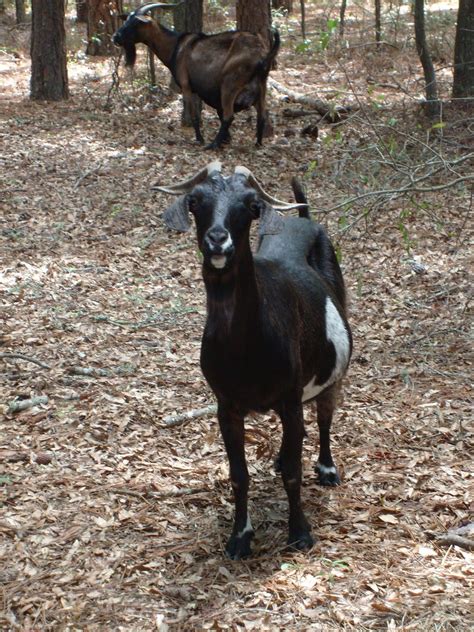 Brookgreen Gardens, Lowcountry Zoo, and Center for American Sculpture : Spanish Goats