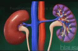 Kidney Animation GIFs | Tenor