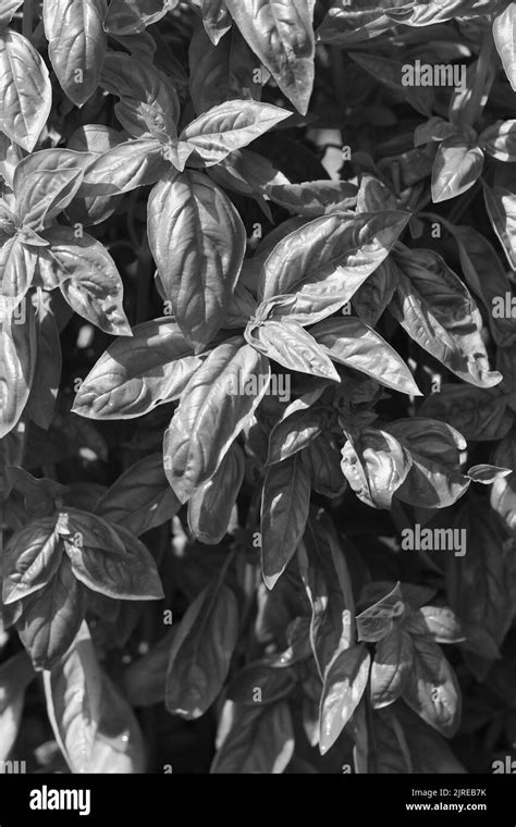 Aromatic plants in kitchen Black and White Stock Photos & Images - Alamy
