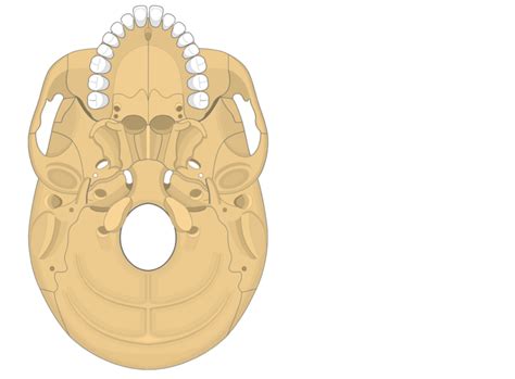 The Skull Bones Anatomy - Inferior View | GetBodySmart