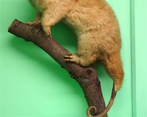 Northern common cuscus - Facts, Diet, Habitat & Pictures on Animalia.bio