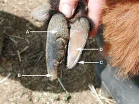 The How To's Of Disbudding, Trimming Hooves, and Scurs. | HubPages