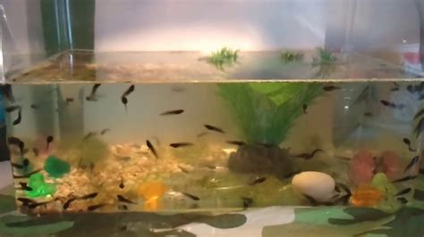 How to care for tadpoles - YouTube