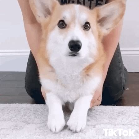 Fluffy Corgi GIFs - Get the best GIF on GIPHY