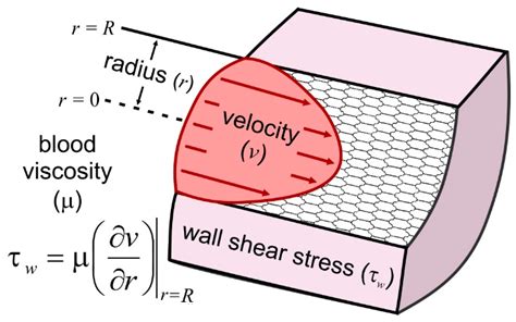 Arterial Shear Stress