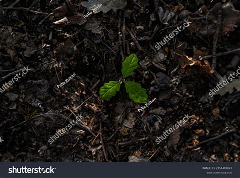 Oak Tree Seedling Nature Stock Photo 2154489023 | Shutterstock