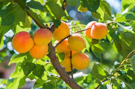 Apricot Tree Care - How To Grow Apricots At Home