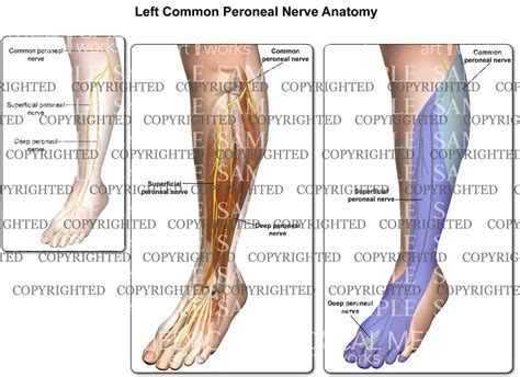 Superficial Peroneal Nerve Dermatome