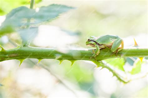 Premium Photo | European tree frog