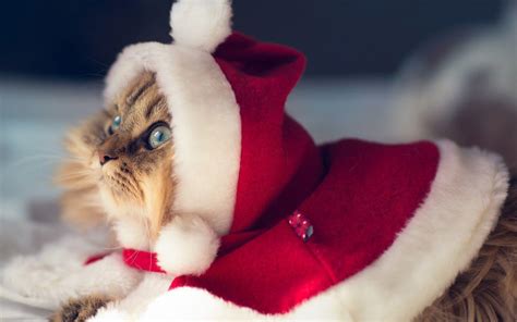 Funny Cat Christmas Wallpapers - Top Free Funny Cat Christmas Backgrounds - WallpaperAccess