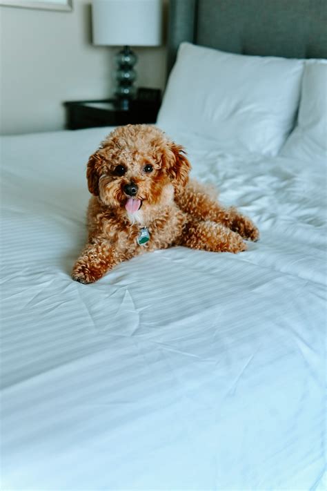 Pet Friendly Hotel in Kirkland, WA | Woodmark Hotel & Spa