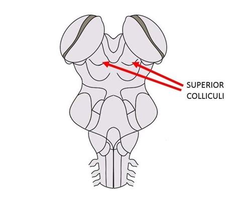 Know Your Brain: Superior Colliculus