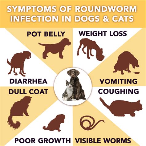 Roundworms In Cats