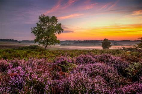 New Forest Dawn Mist | Tim Jackson Photography | Buy Photographic ...