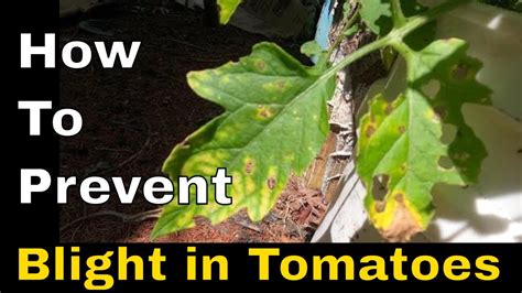 How to prevent blight in tomatoes - YouTube